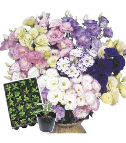 トルコキキョウ　トルコギキョウ　ユーストマ苗 楽天市場】【花のプラセル®】トルコギキョウ トルコキキョウ